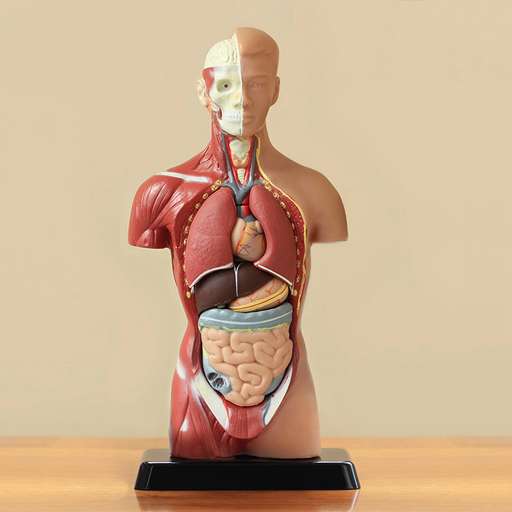 course anatomy physiology thumbnail